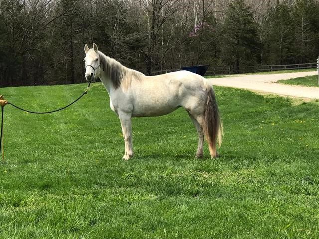Last week's pet, still available: Senator's Maid to Order